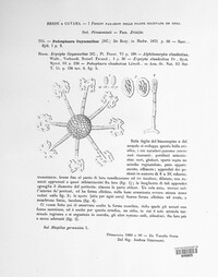 Podosphaera clandestina var. clandestina image